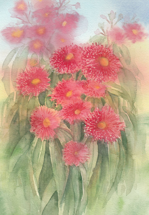 Red Gum Flowers (watercolour)
