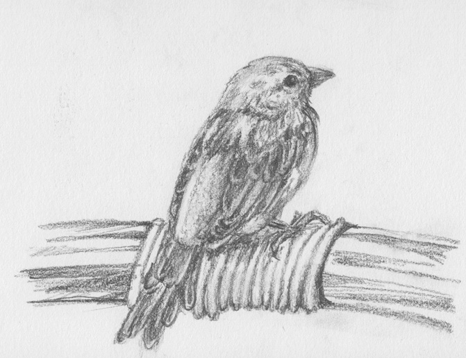 Noumea Sparrow (graphite)