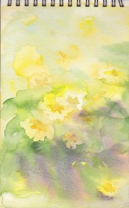 primroses (watercolour)