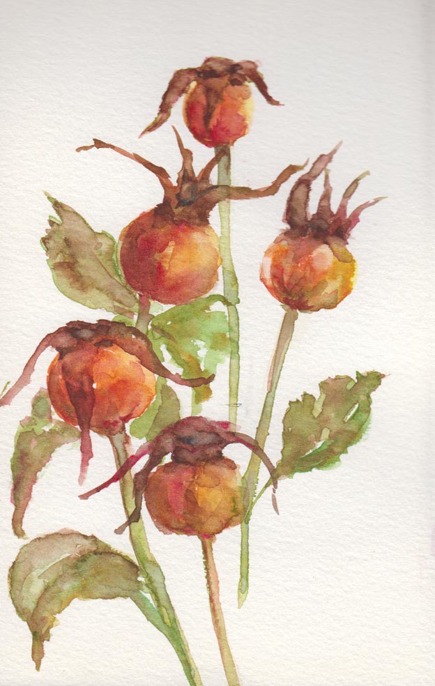 Rosehips (watercolour)
