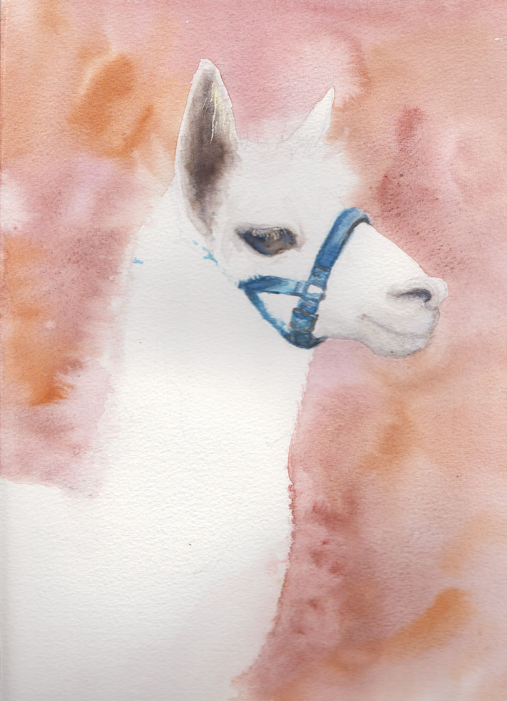 Alpaca (Watercolour)