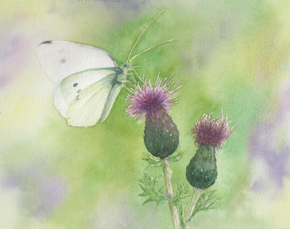 Butterfly & Thistle (Watercolour)