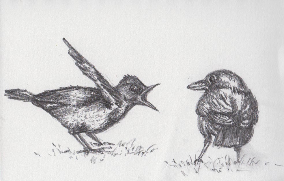 OK, Keep Your Feathers On! (Graphite)