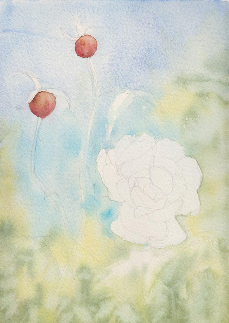 Last of the Roses (Watercolour)
