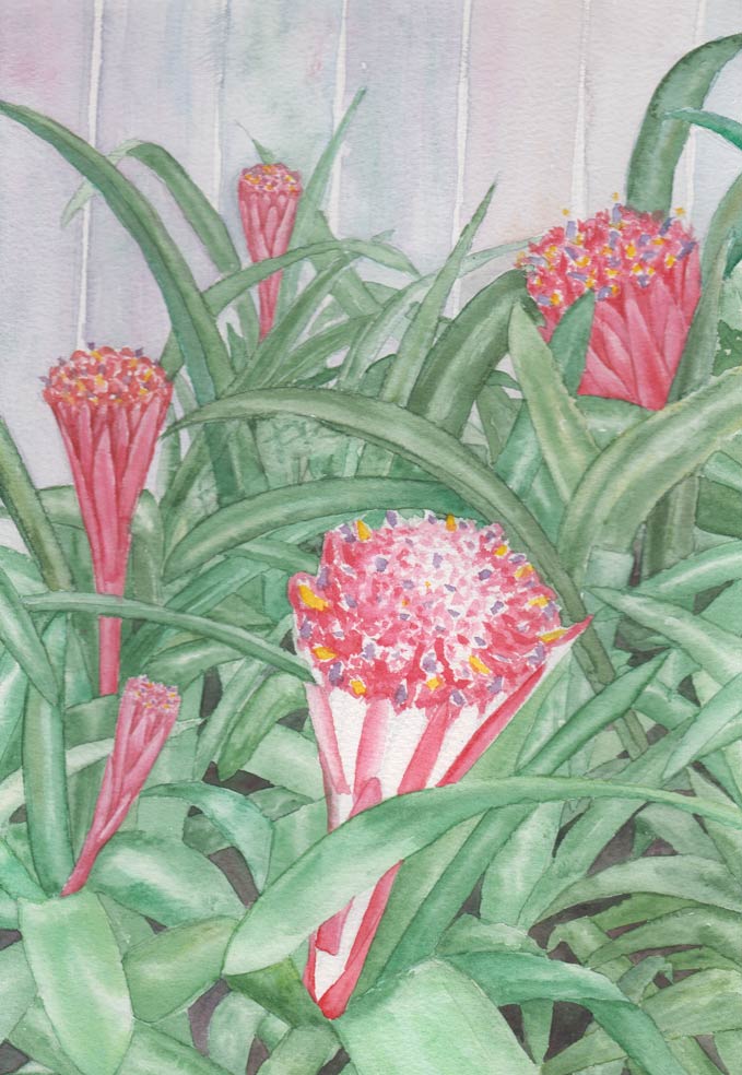 Bromeliads (Watercolour)