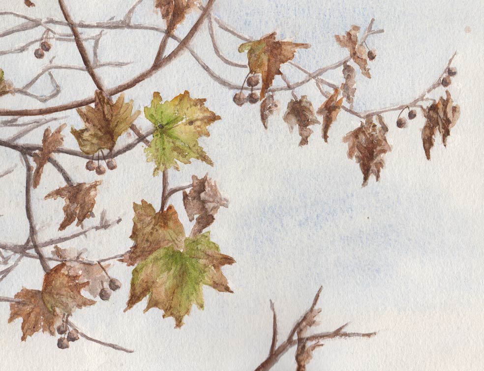 Wintery Sycamore Leaves (Watercolour)