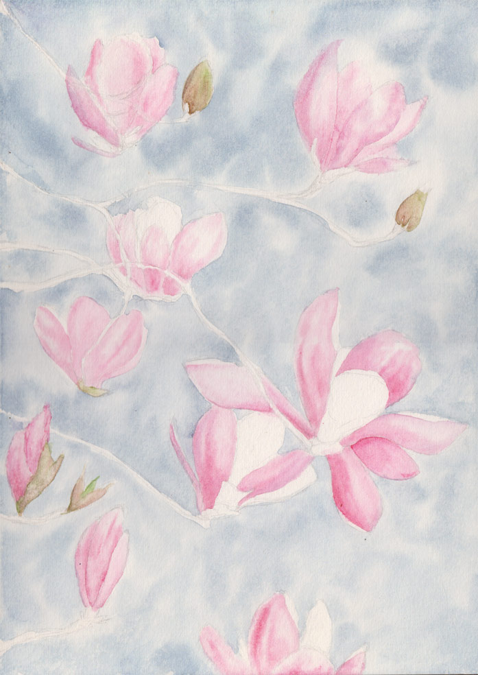 Magnolia Blossom (Watercolour)