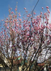 Neighbour's Magnolia Tree