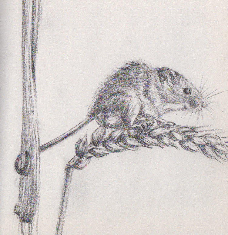 Harvest Mouse (Graphite)