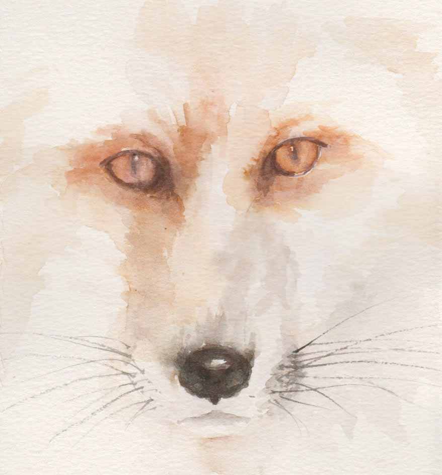 Fox  Doodle (Watercolour)