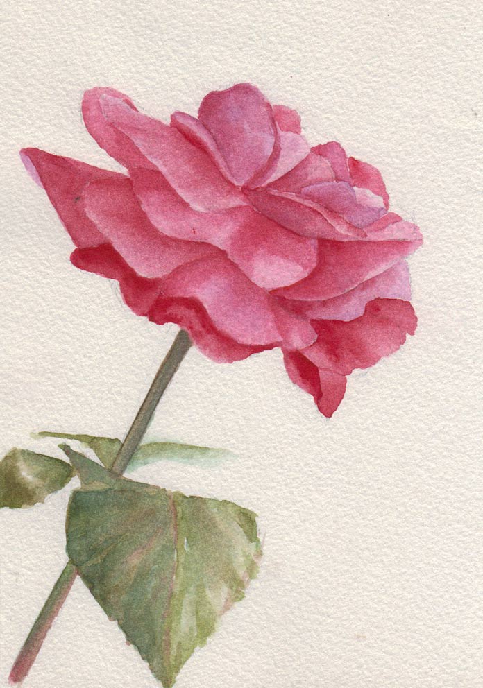 1st Rose (Watercolour)