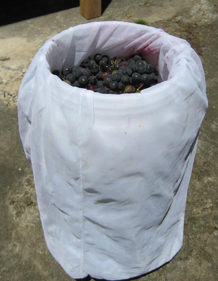 Barrel of Grapes